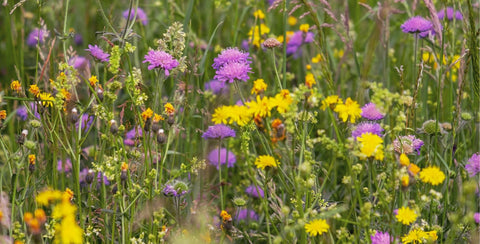 Wildflower meadow